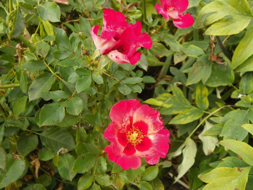 Sunshine Babylon Eyes - Trandafiri 2017 - II