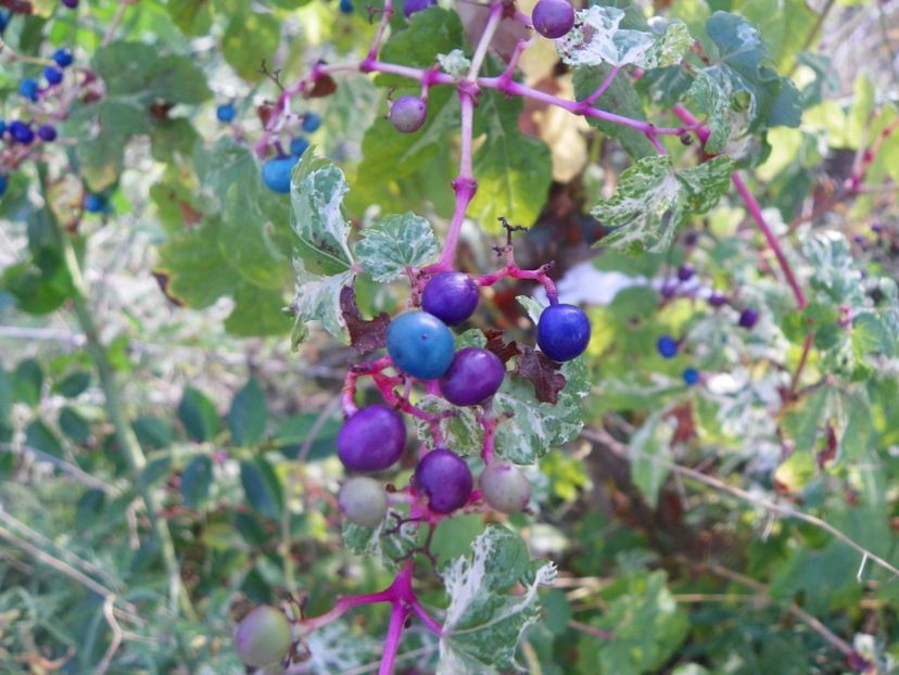 ampelopsis glandulosa Elegans - Dobarland 2017 2