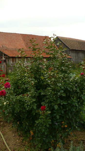 Soul - Exemplu de cat de mare s-a facut la mine - Trandafiri disponibili pentru schimb