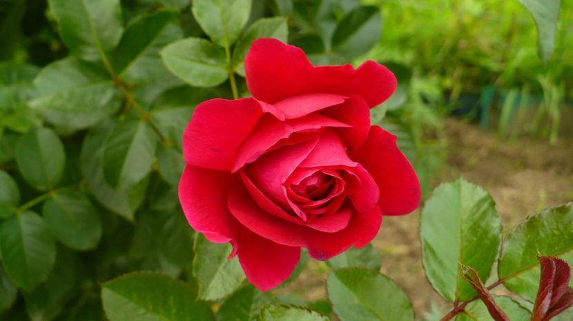 P1290039 - Trandafiri disponibili pentru schimb