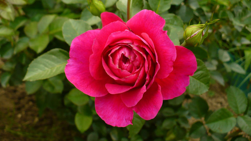 P1290033 - Trandafiri disponibili pentru schimb