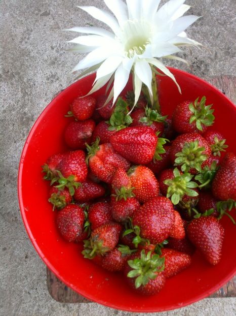 2016-07-06-5292 - oferta primavara 2018