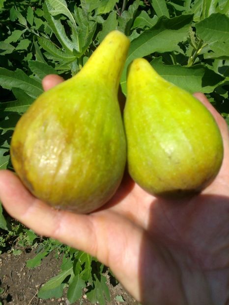 2017-07-17-7490 - oferta primavara 2018