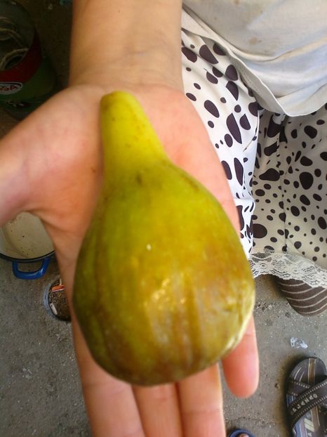 2017-07-17-7495 - oferta primavara 2018