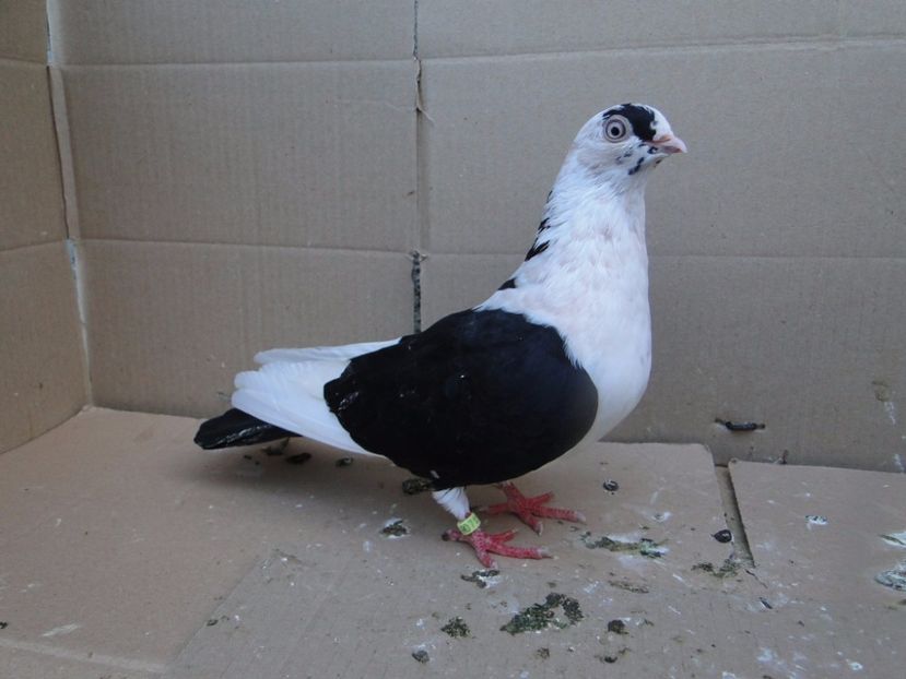 8936  femelă  2017_2 - tineret 2017