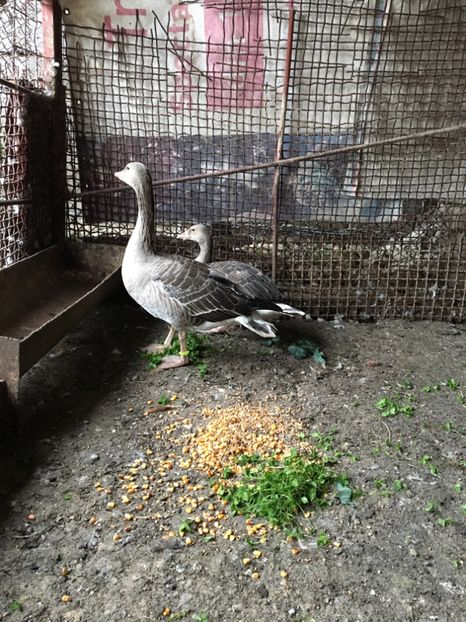  - Gâsca Sălbatică de Vară