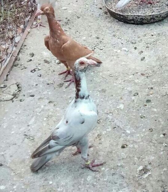 IMG-20170925-WA0015 - carieri