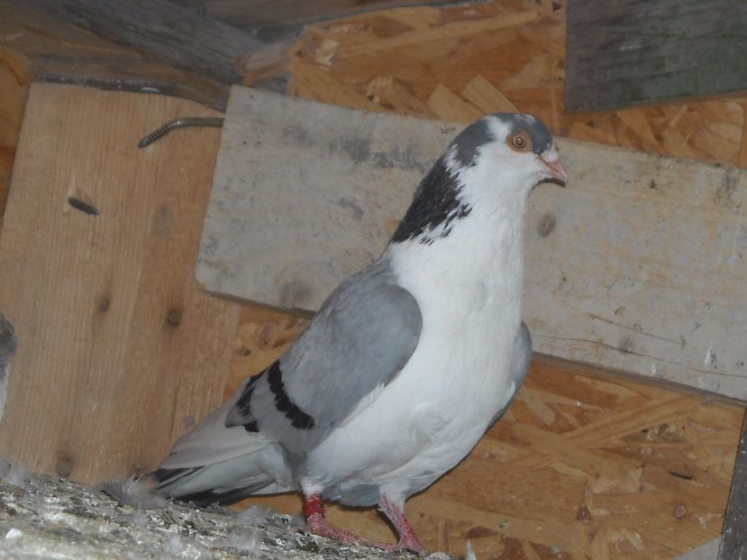  - PORUMBEI CARE MI AU APARTINUT