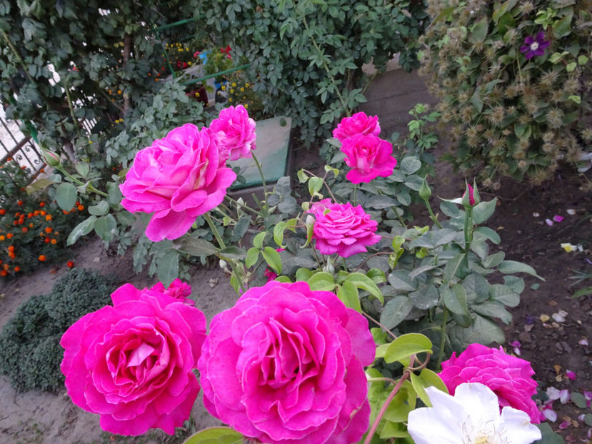 22 sept. - Baronne de Rothschild