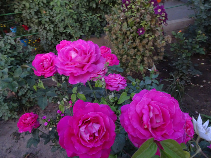 22 sept. - Baronne de Rothschild