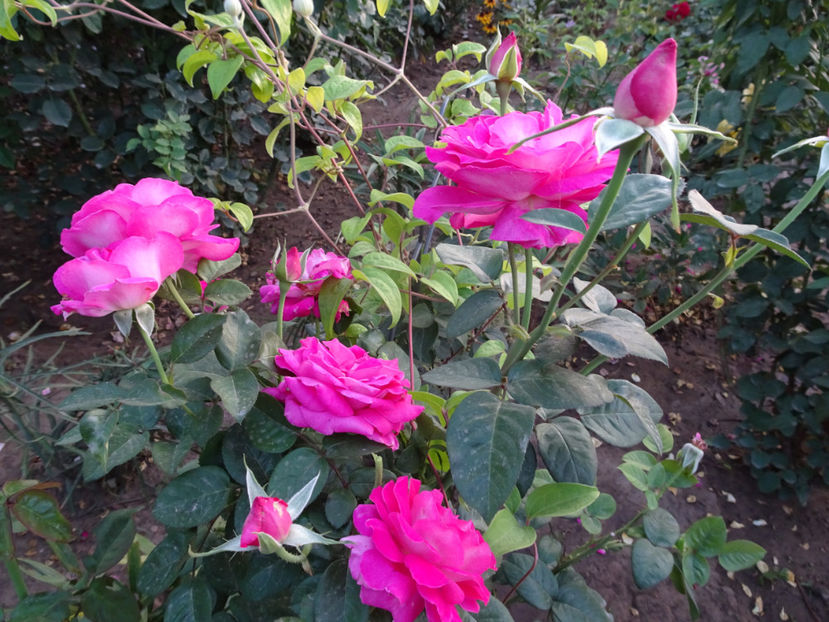 22 sept. - Baronne de Rothschild