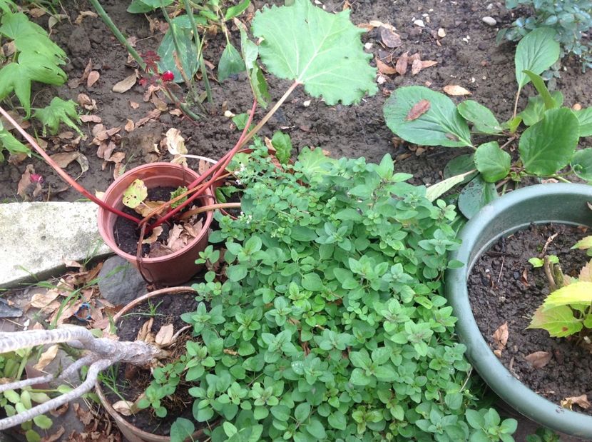 Roiniță , Melisa - Planta melifera Lophanthus Anisatus