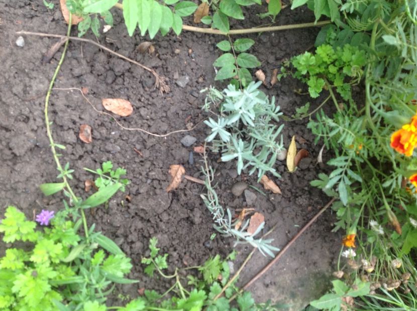  - Lavanda răsaduri anul 1