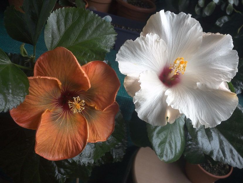 WIN_20170926_085909 - 03Hibiscus