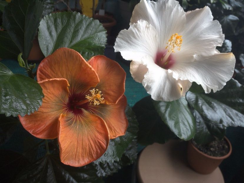 WIN_20170926_085928 - 03Hibiscus