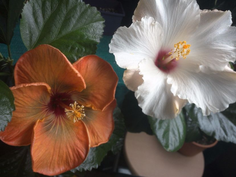 WIN_20170926_085935 - 03Hibiscus