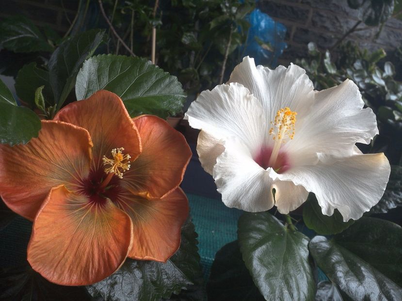 WIN_20170926_090016 - 03Hibiscus