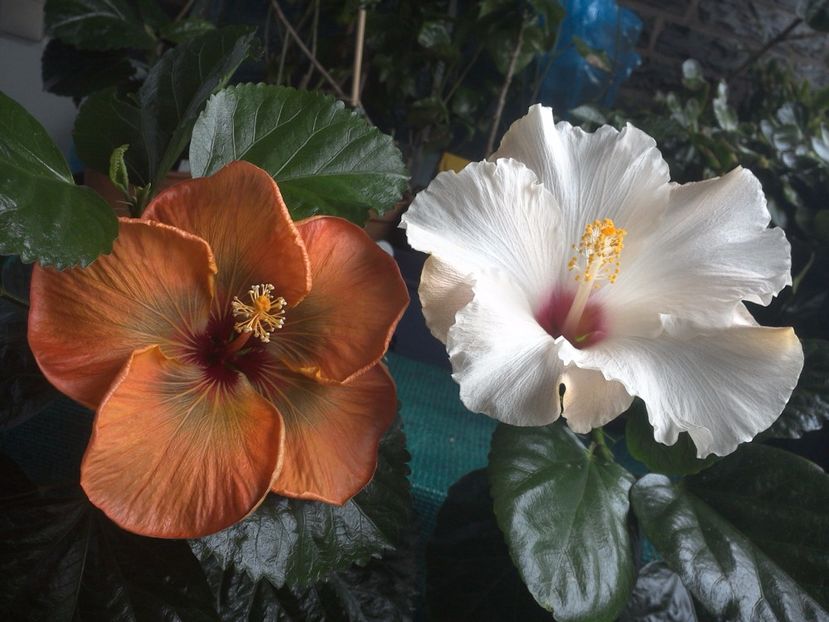 WIN_20170926_090027 - 03Hibiscus