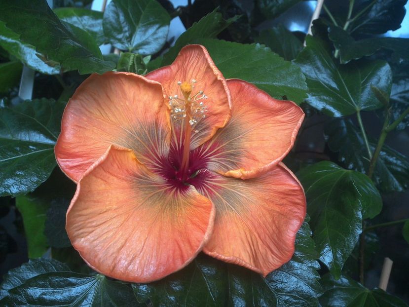 WIN_20170926_085600 - Allen Sue