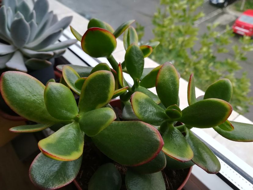 Crassula ovata Sunset - Crassula