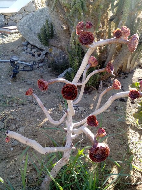  - Aeonium arboreum