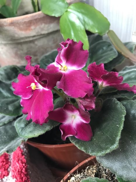 crimson ice - Violete