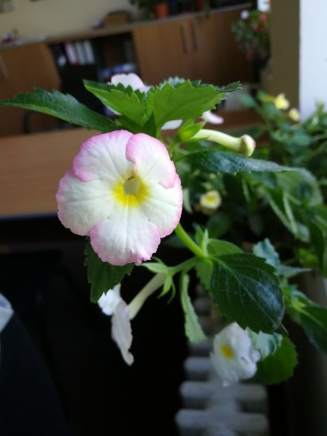  - Achimenes 2017