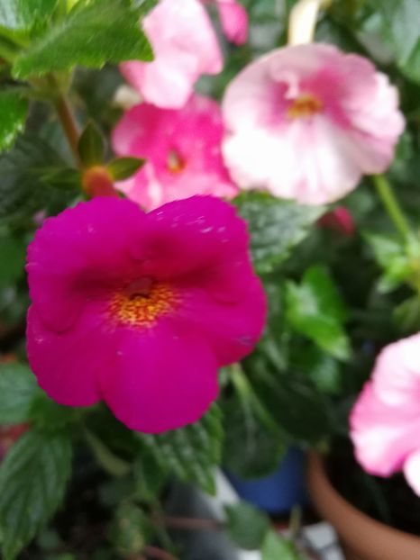  - Achimenes 2017