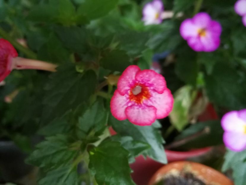  - Achimenes 2017