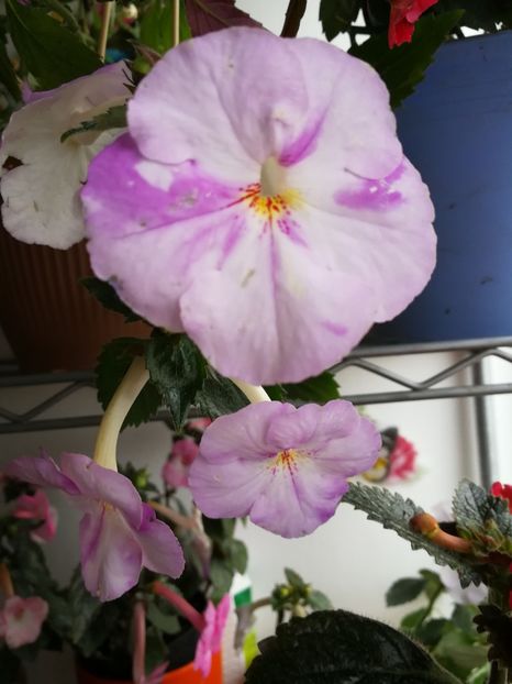  - Achimenes 2017
