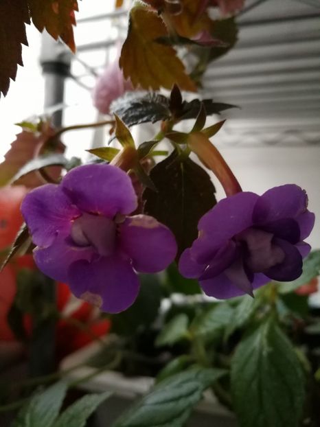  - Achimenes 2017