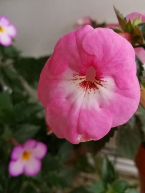  - Achimenes 2017