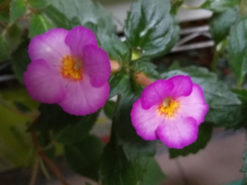 - Achimenes 2017