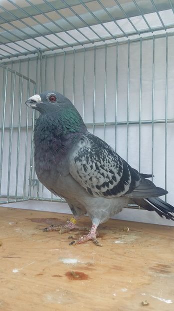 M 2017 - dragoon2017