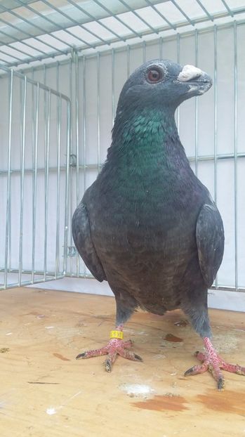 F 2017 - dragoon2017