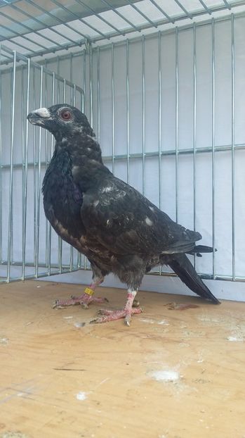 M 2017 - dragoon2017