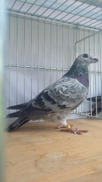 M 2017 - dragoon2017