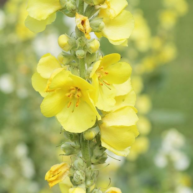 lum 1 - Agrimonia - Lumanarica - Verbascum