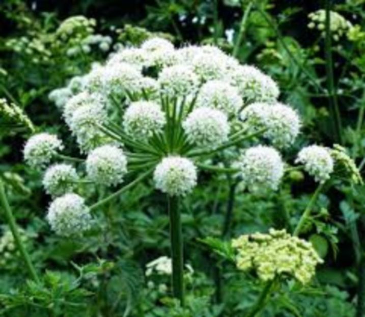 angelica 3 - Angelica Archangelica