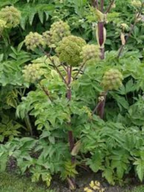 angelica 4 - Angelica Archangelica