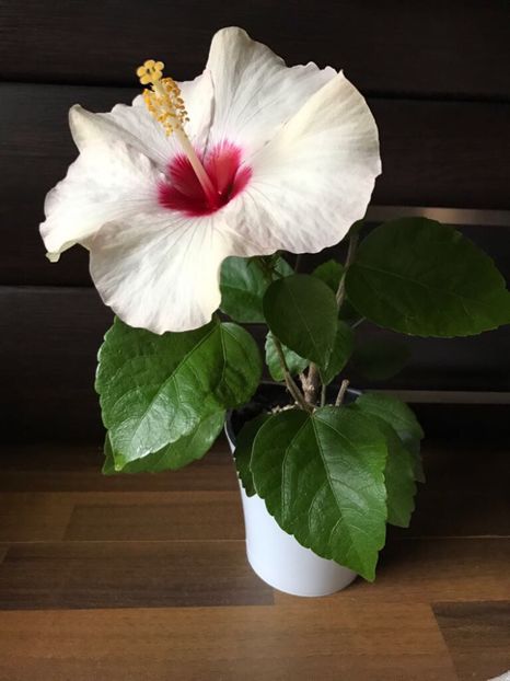 22.09.2017 - Saint Tropez - Hibiscus 2017