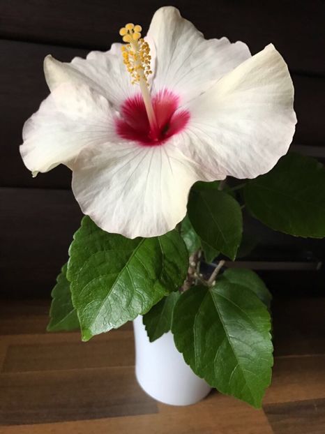  - Hibiscus 2017