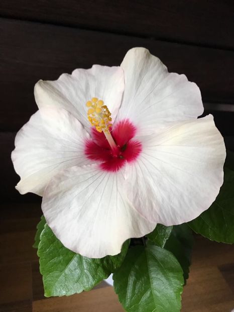  - Hibiscus 2017