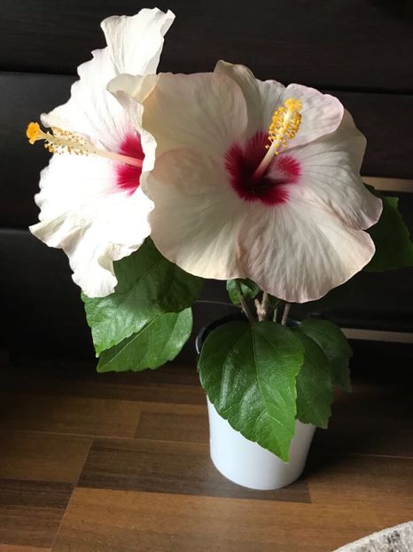 24.09.2017 - Hibiscus 2017