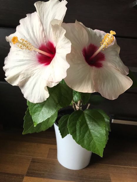  - Hibiscus 2017