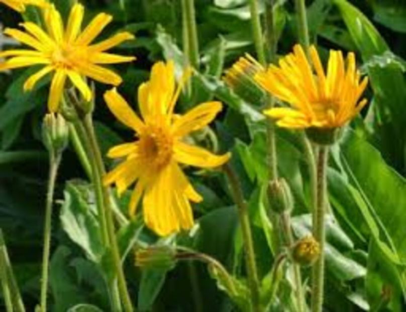 arnica 1 - Arnica montana