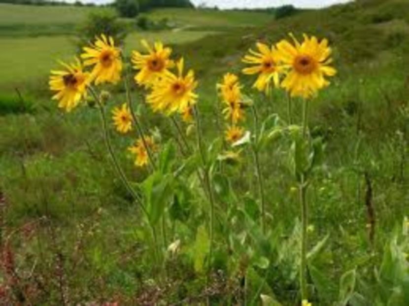 arnica 2 - Arnica montana