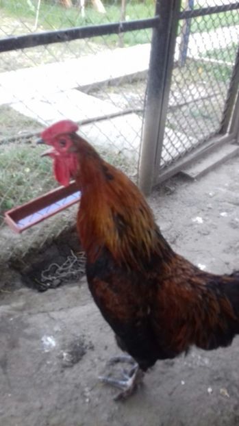 Picture 256 - 2017 Marans - nu