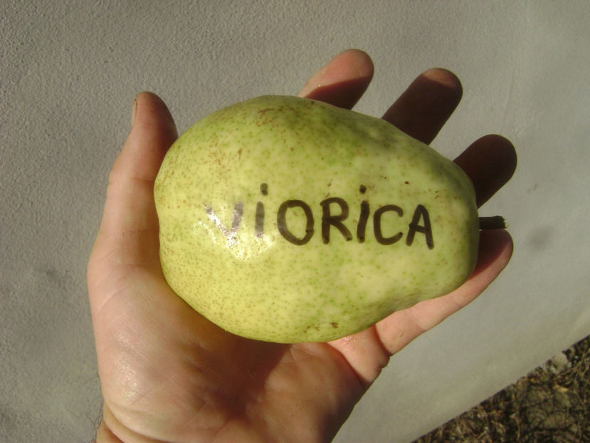 Pară Viorica - Par Viorica