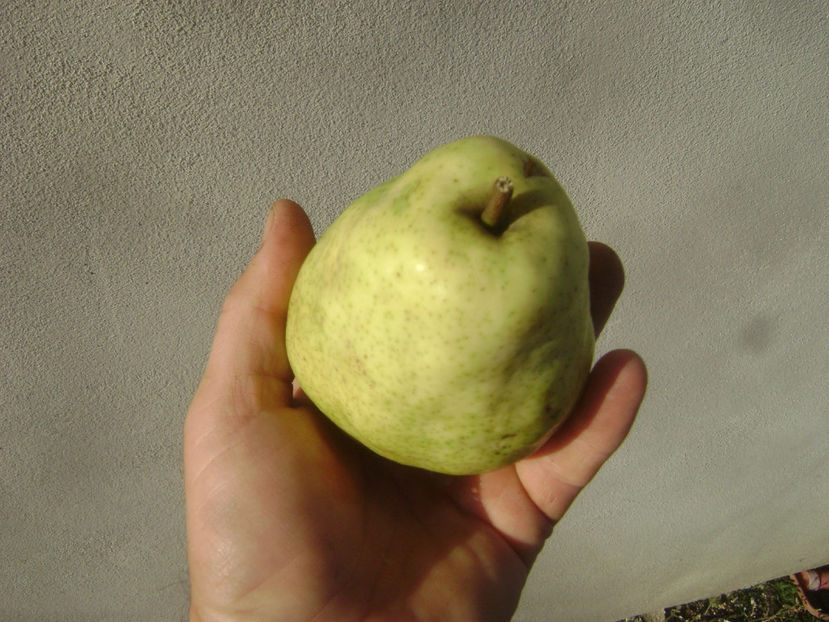 Pară Viorica 3 - Par Viorica